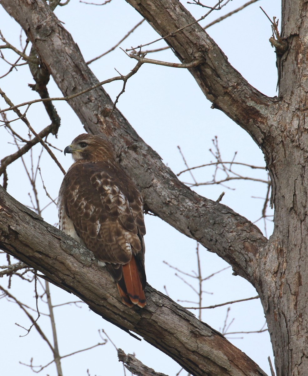 Red-tailed Hawk - ML628204280