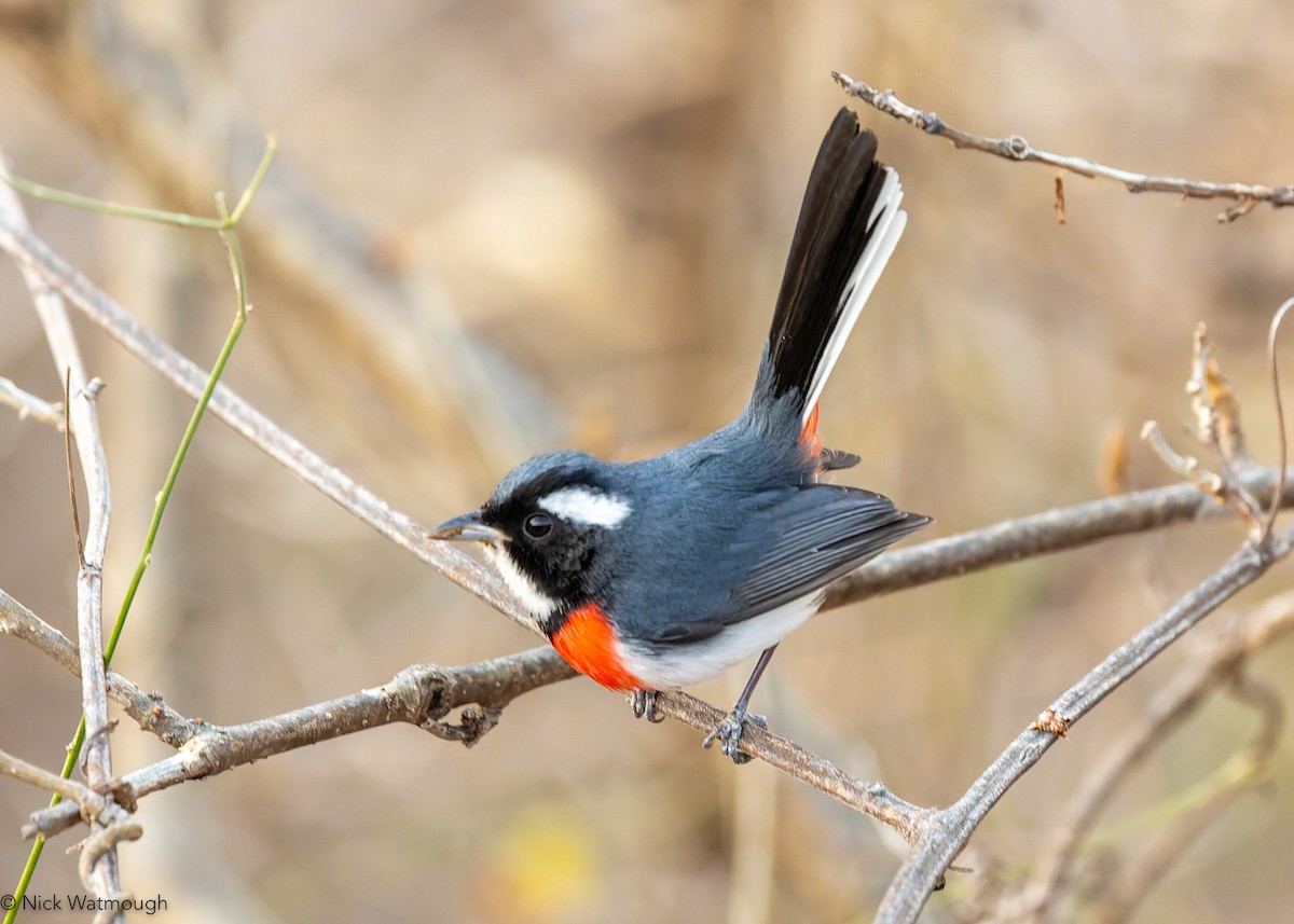 Red-breasted Chat - ML628204326