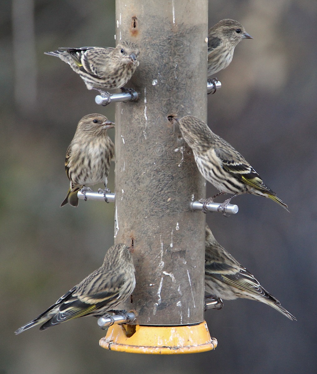 Pine Siskin - ML628204358