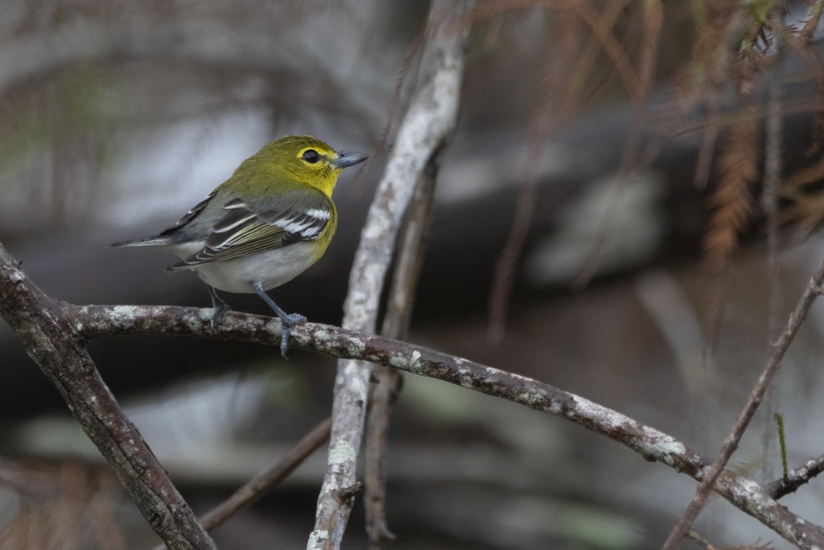 Yellow-throated Vireo - ML628204422