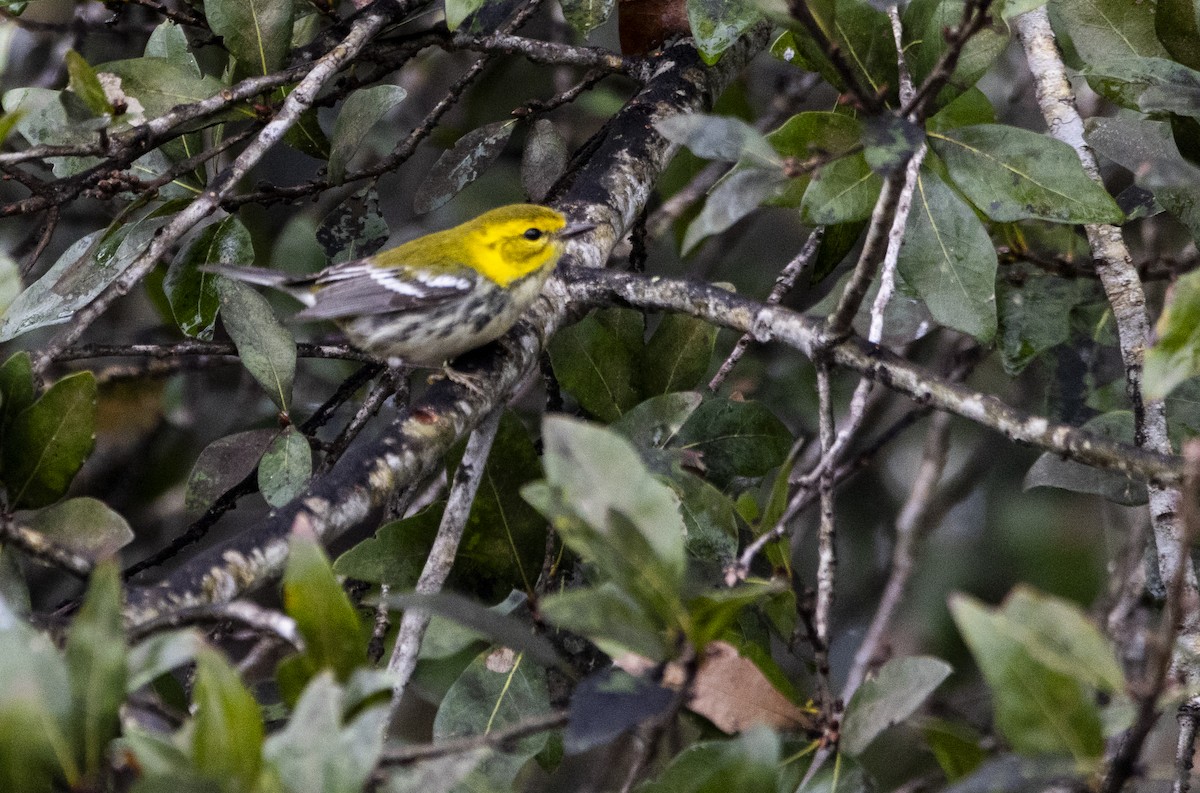 Black-throated Green Warbler - ML628204431
