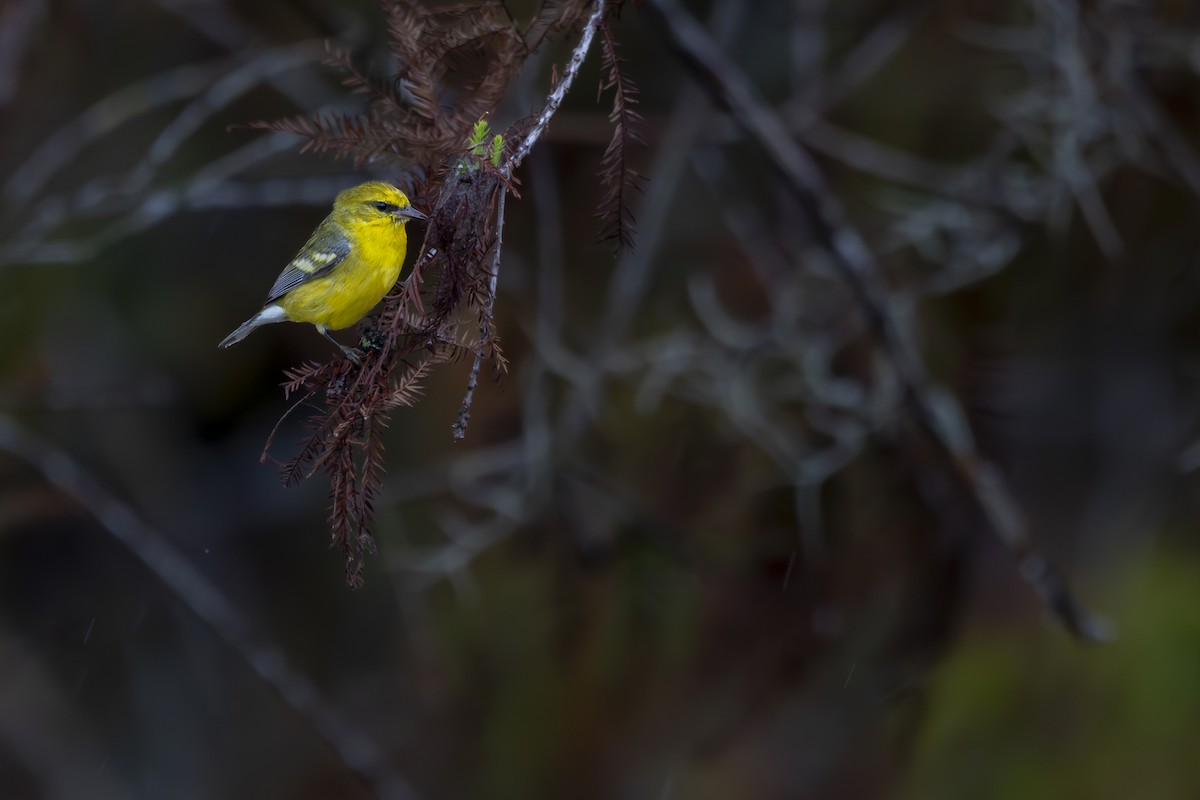 Blue-winged Warbler - ML628204439