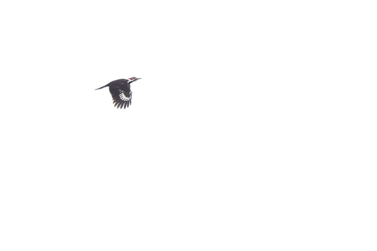 Pileated Woodpecker - ML628204446