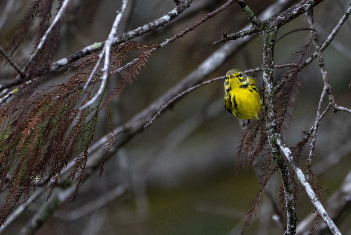 Prairie Warbler - ML628204449