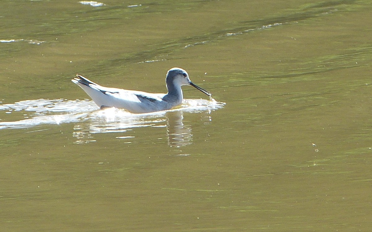 Wilson's Phalarope - ML628204463