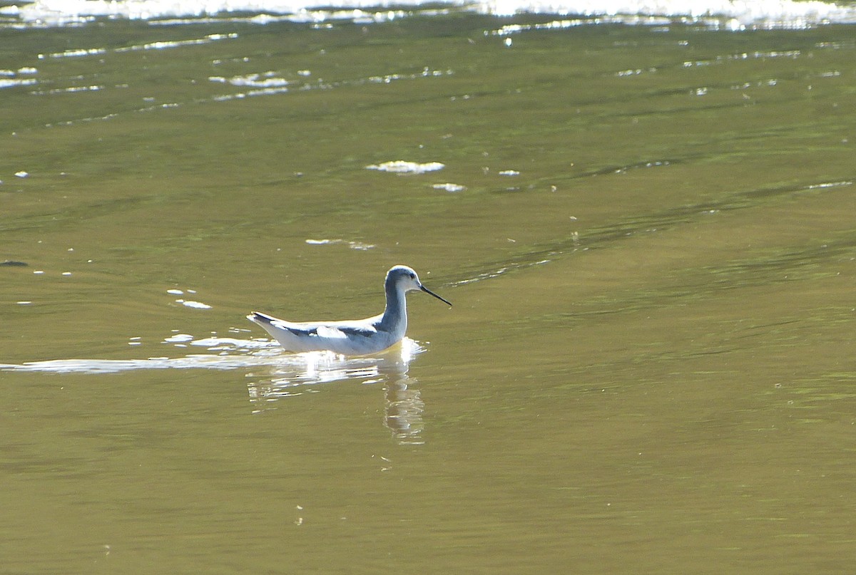 Wilson's Phalarope - ML628204485