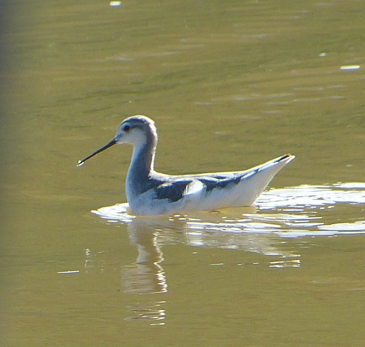 Wilson's Phalarope - ML628204496