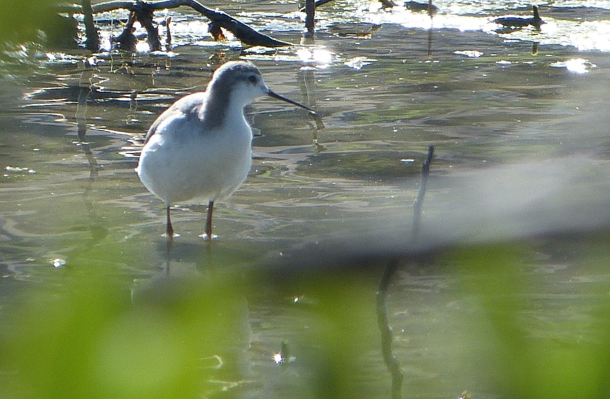 Wilson's Phalarope - ML628204507