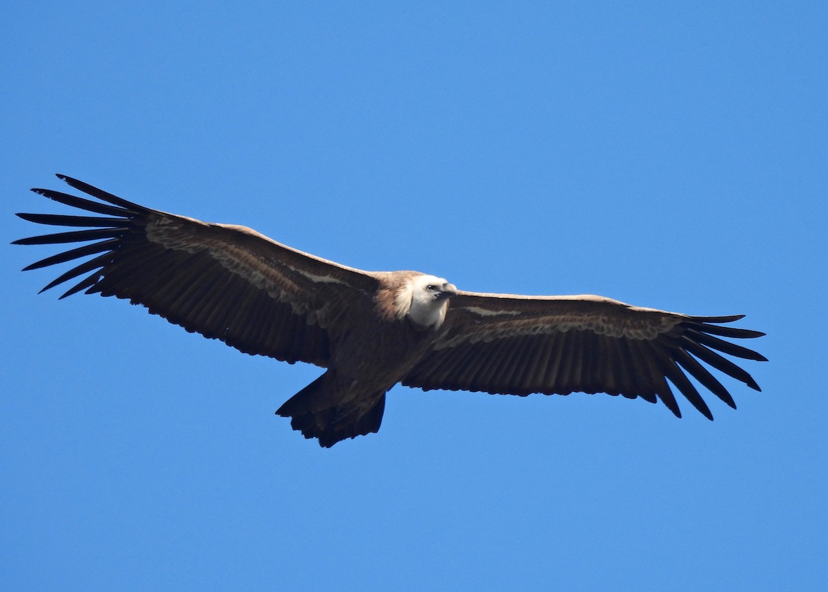 Eurasian Griffon - ML628204532