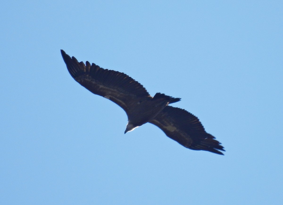 Eurasian Griffon - ML628204538