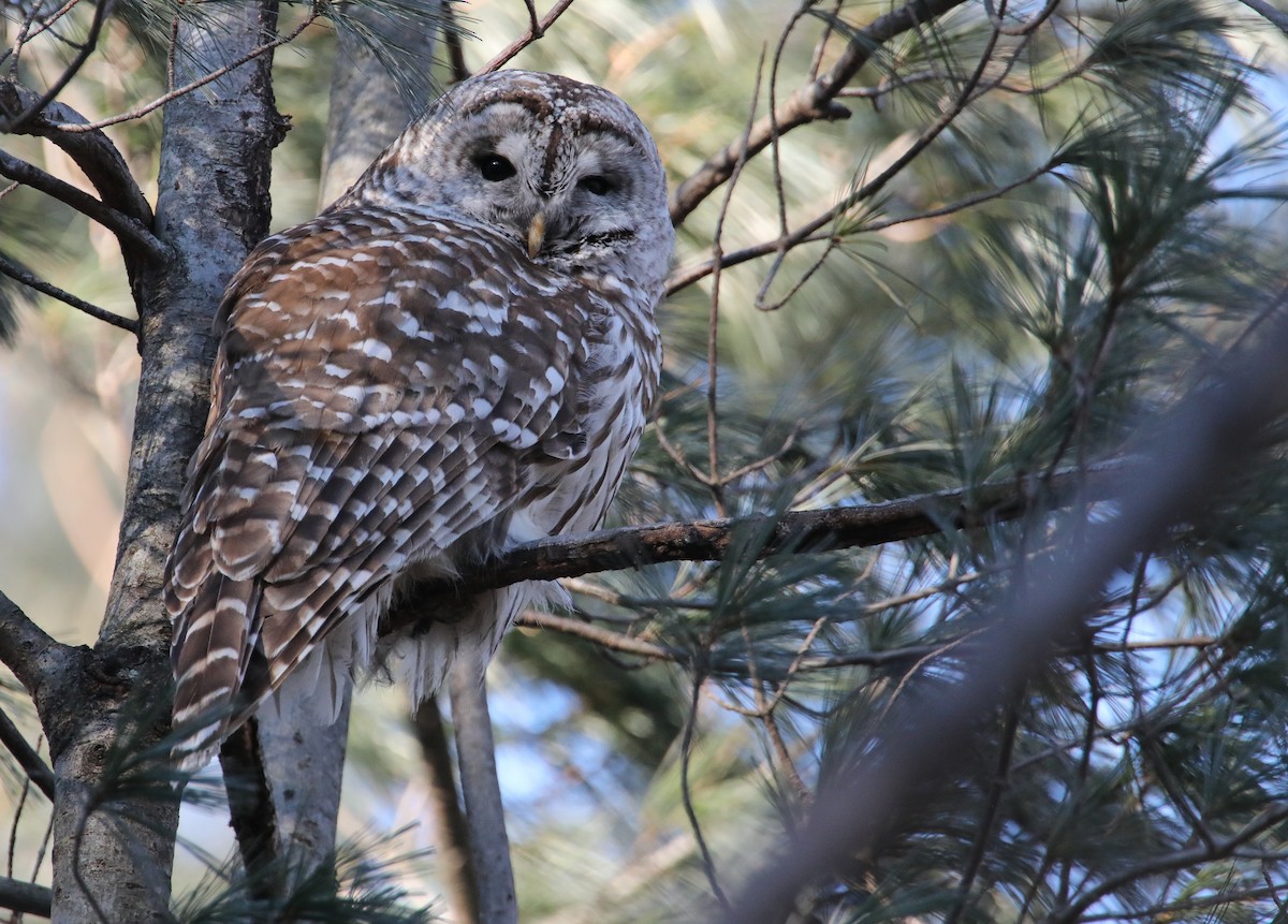 Barred Owl - ML628204547