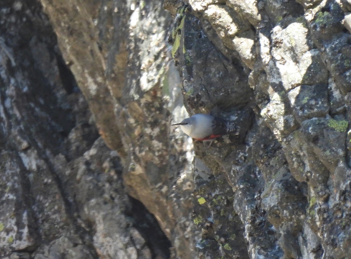 Wallcreeper - ML628204560