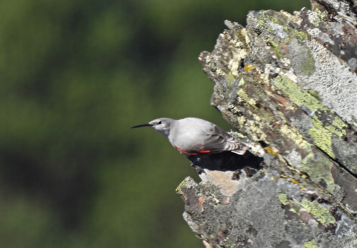 Wallcreeper - ML628204564