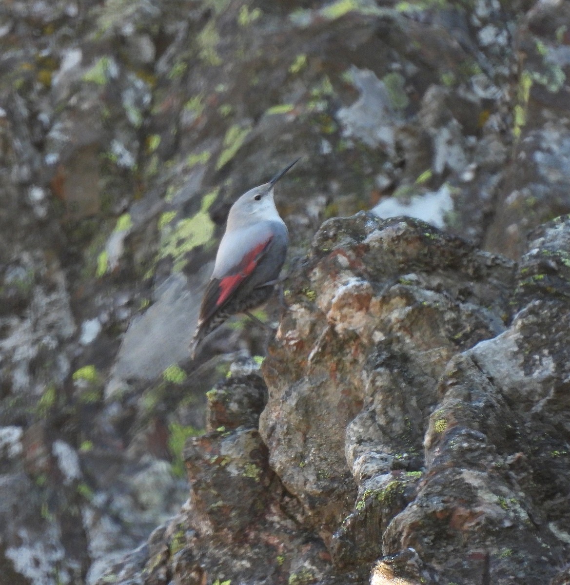 Wallcreeper - ML628204566