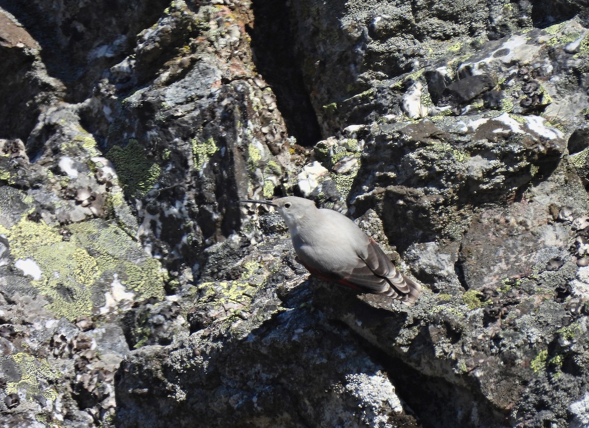 Wallcreeper - ML628204569