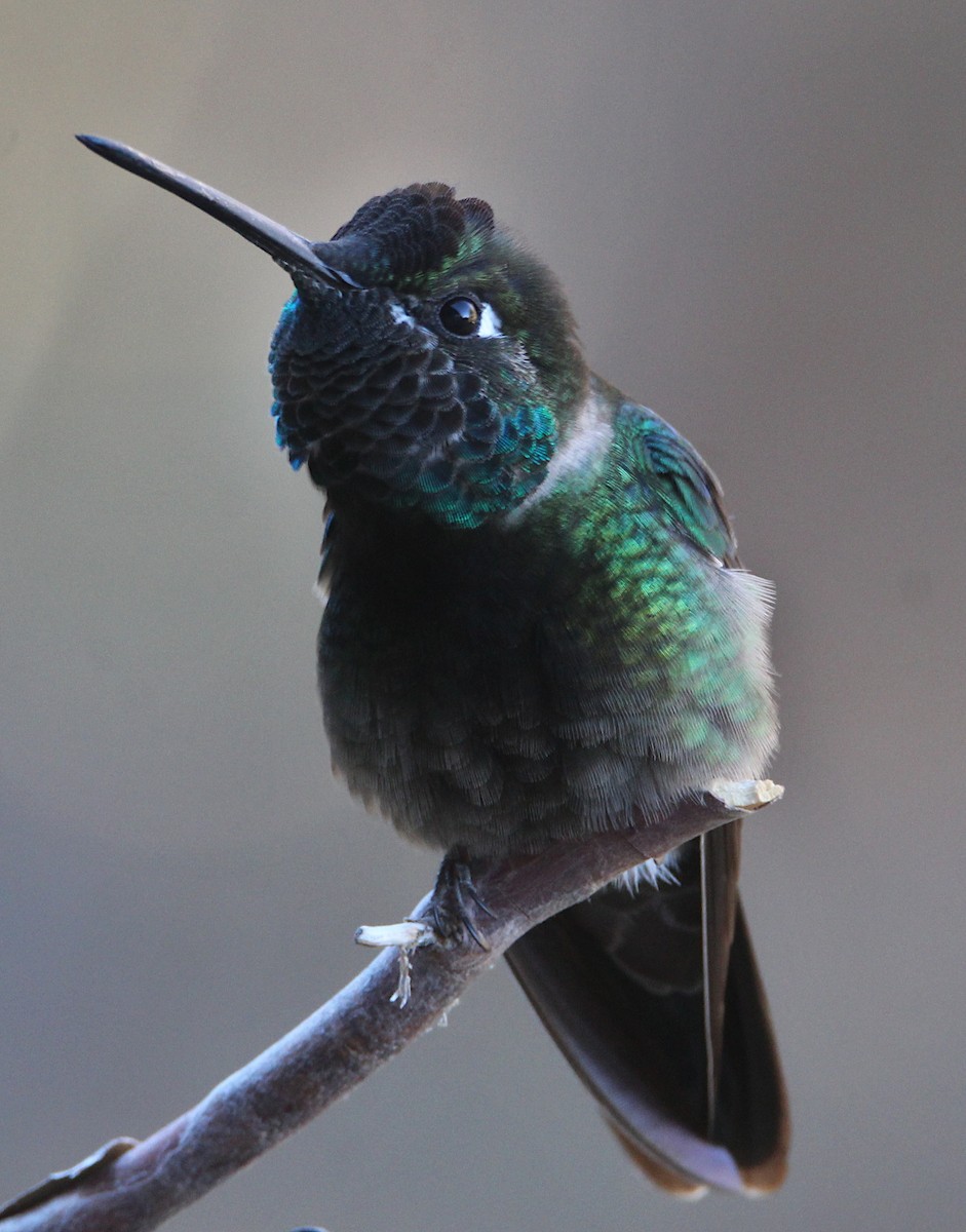 Rivoli's Hummingbird - ML628204599