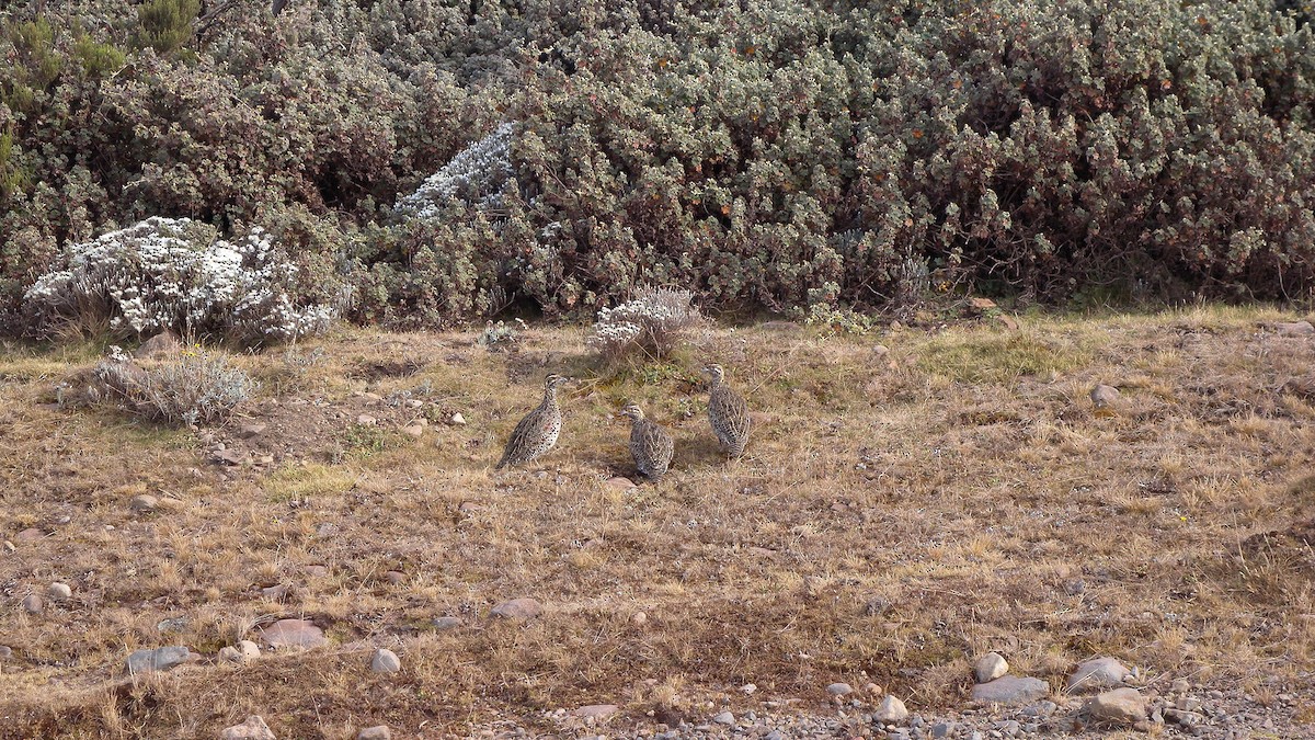 Moorland Francolin - ML628204684
