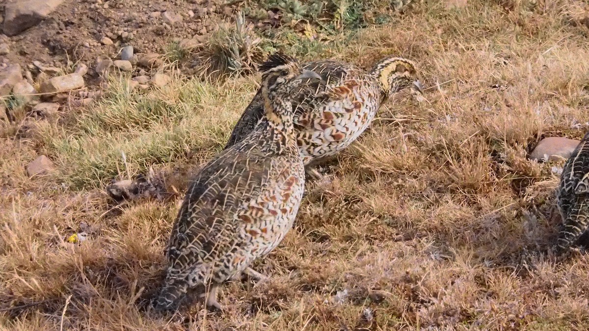 Moorland Francolin - ML628204688