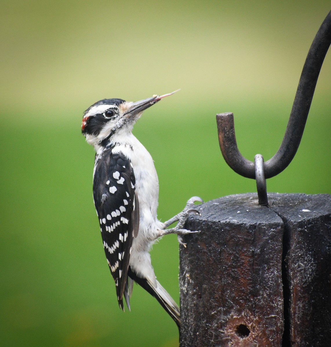 Hairy Woodpecker - ML628204751