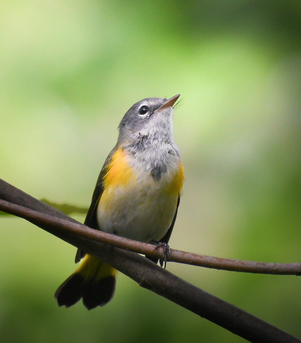 American Redstart - ML628204763