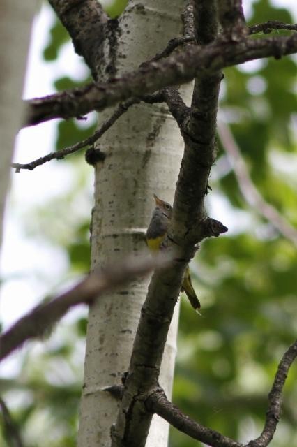 Connecticut Warbler - ML628205081