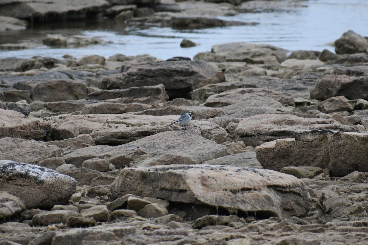 Ballerina bianca - ML628205095