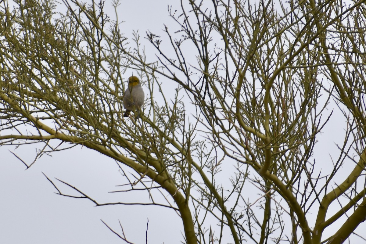 Verdin - ML628205134