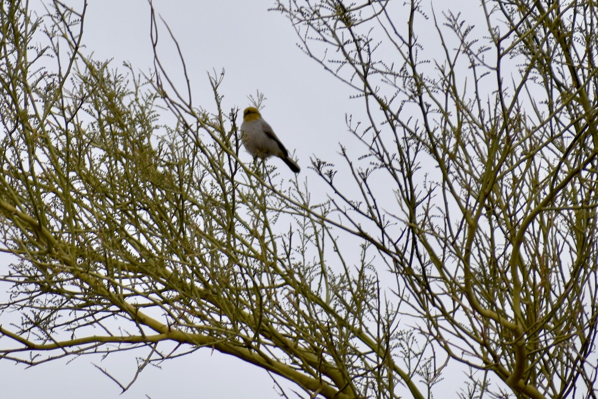 Verdin - ML628205203