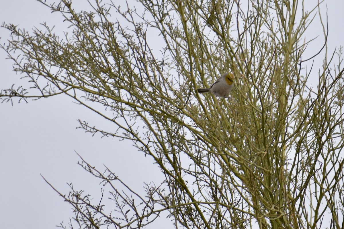 Verdin - ML628205251