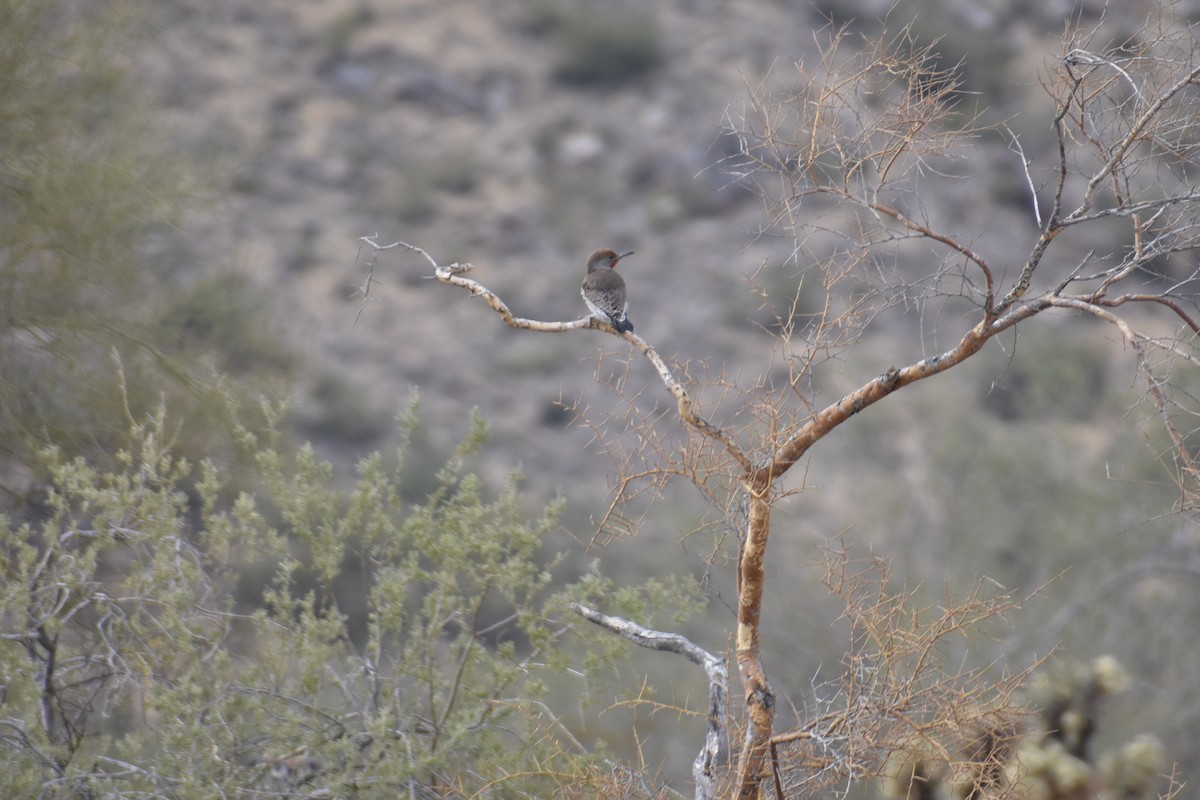 Gilded Flicker - ML628205312