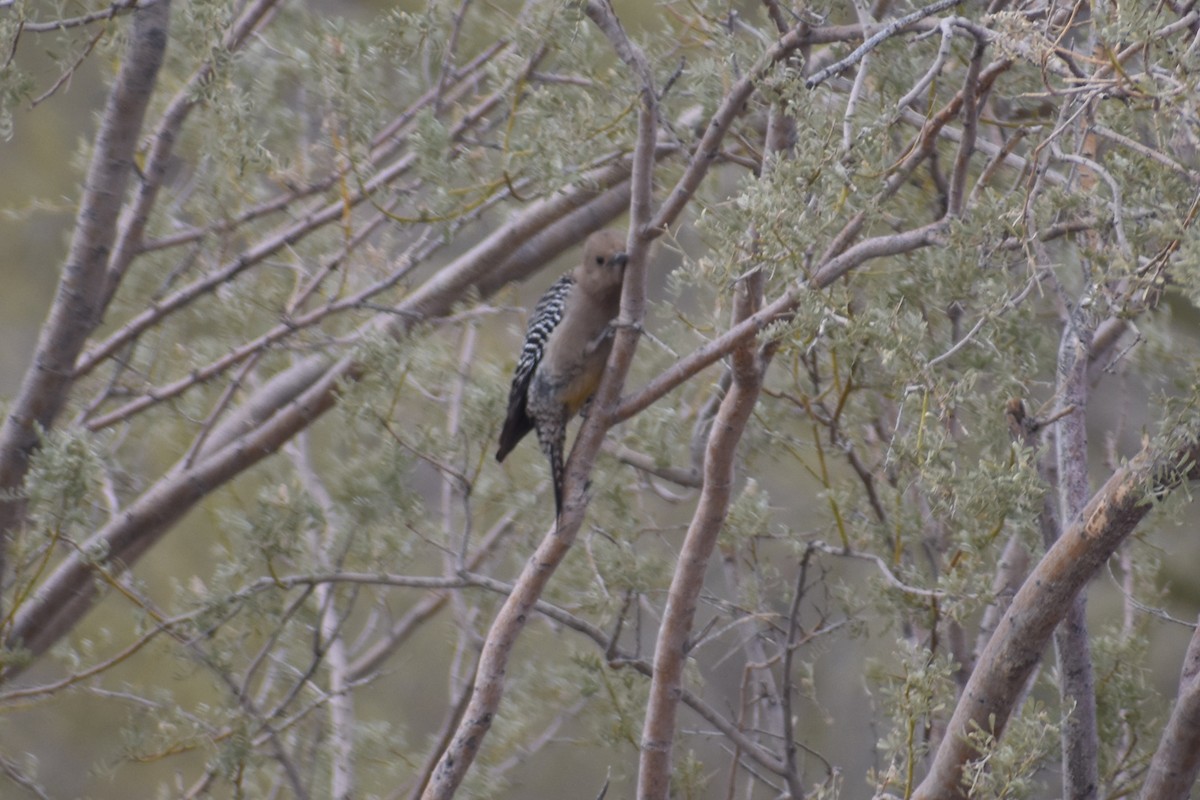 Gila Woodpecker - ML628205339