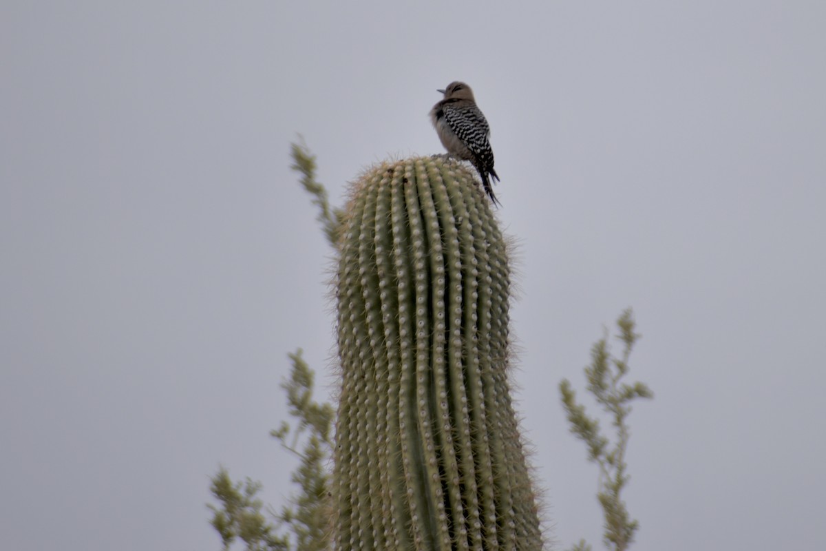 Gila Woodpecker - ML628205427