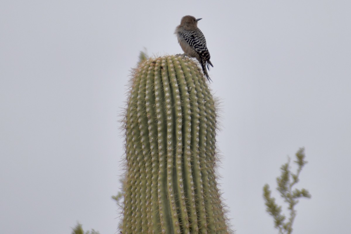 Gila Woodpecker - ML628205491