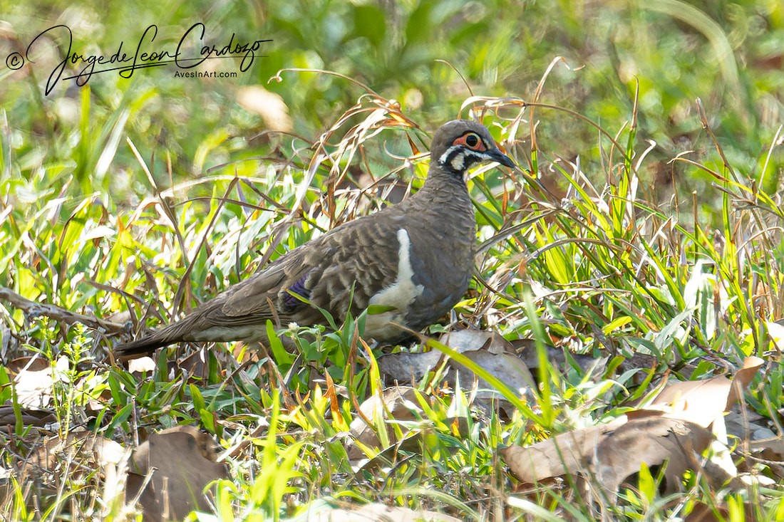 Squatter Pigeon - ML628205500