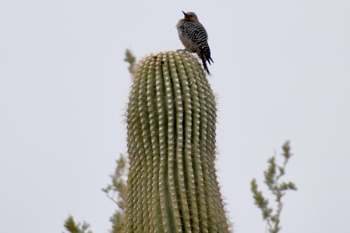 Gila Woodpecker - ML628205576