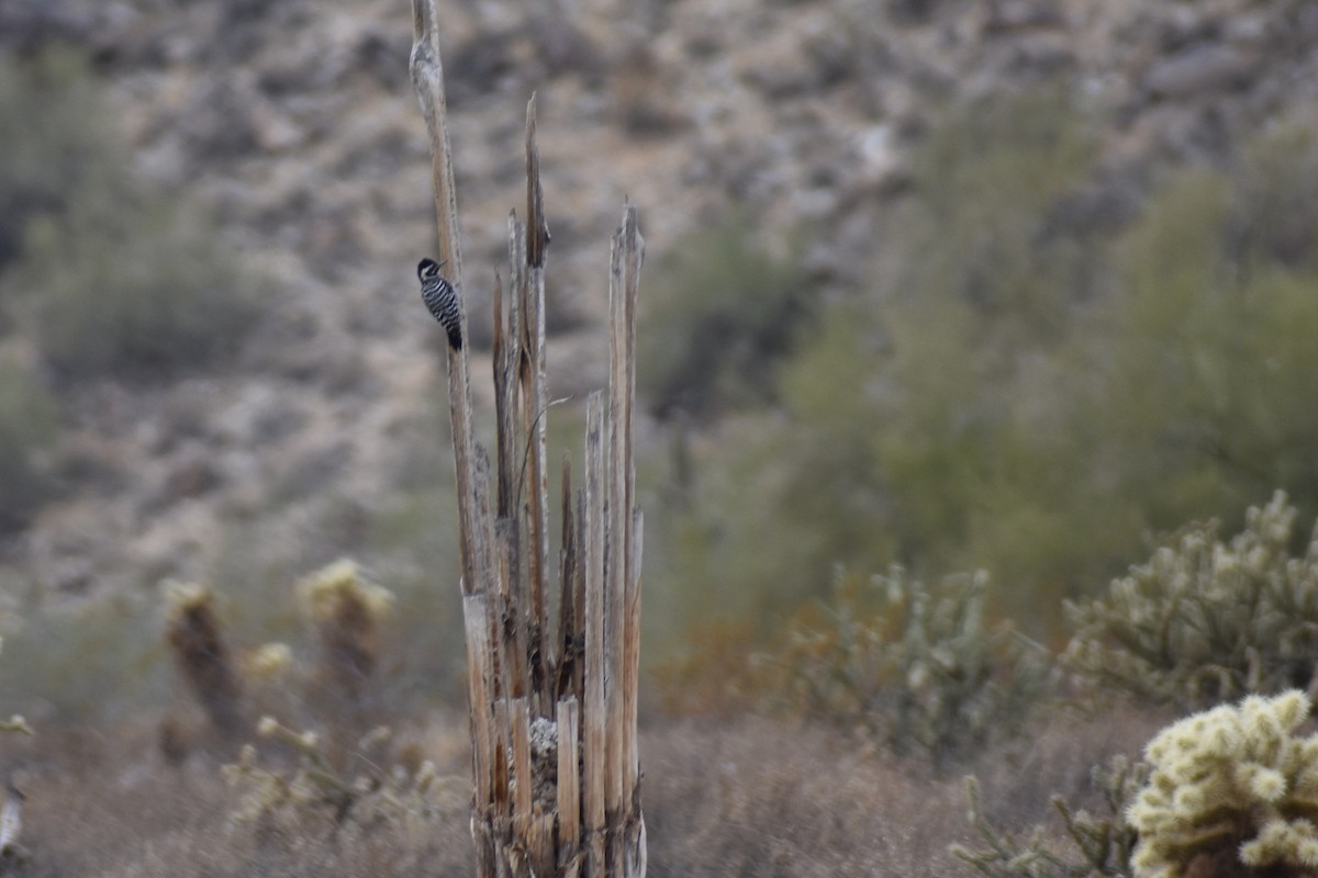 Ladder-backed Woodpecker - ML628205774