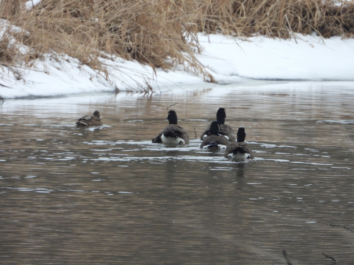 Canada Goose - ML628205906