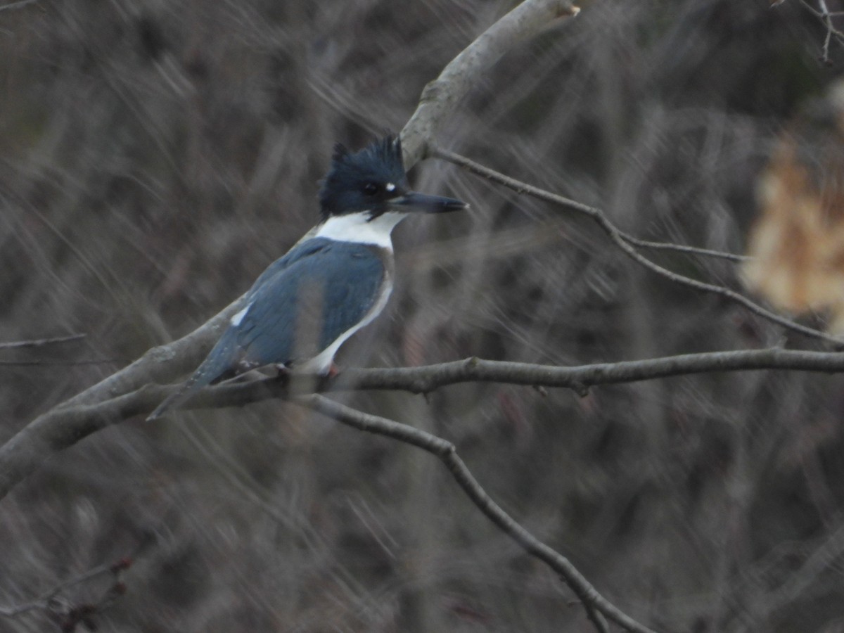 Belted Kingfisher - ML628205938
