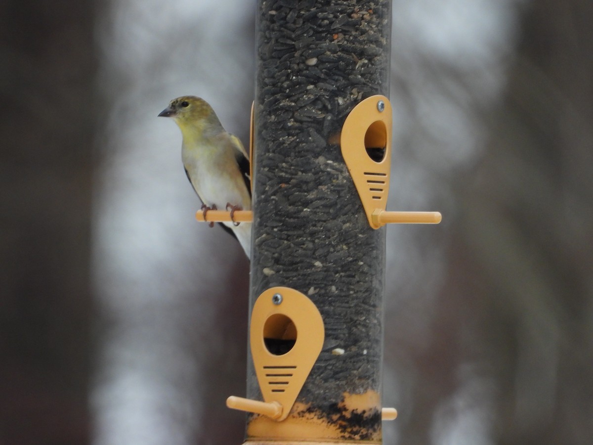 American Goldfinch - ML628205956