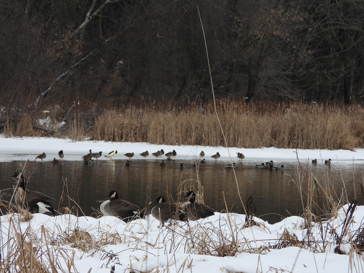 Mallard - ML628206081