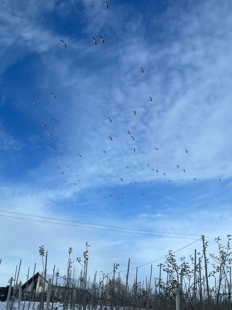 White Stork - ML628206100