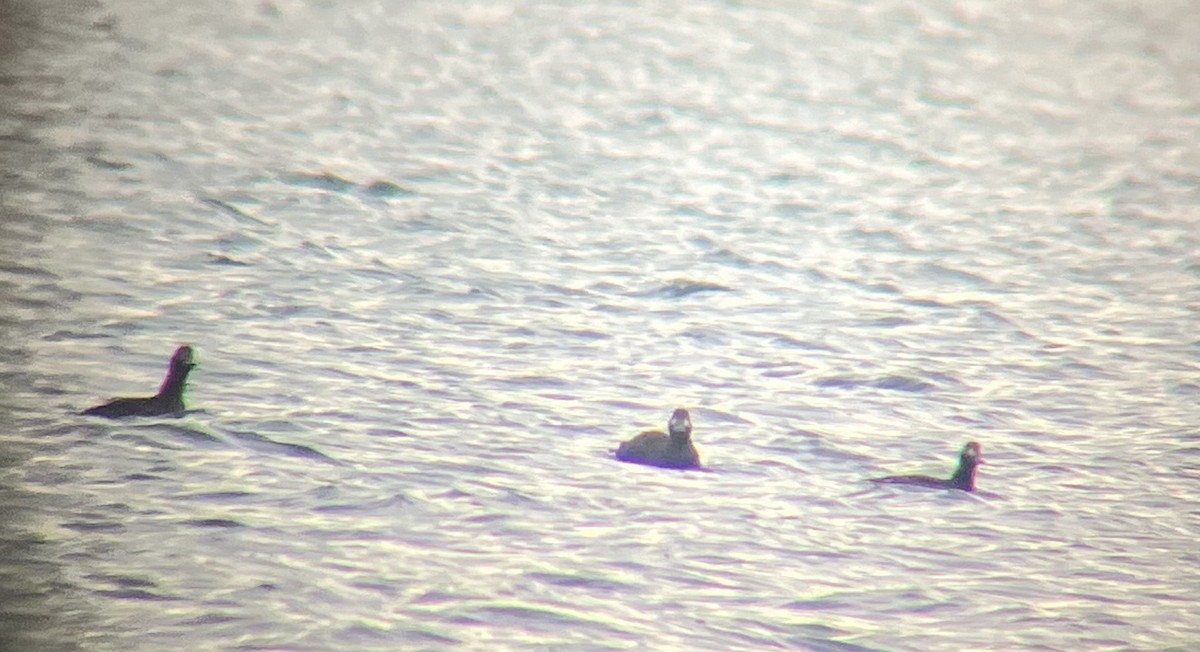 White-winged Scoter - ML628206128