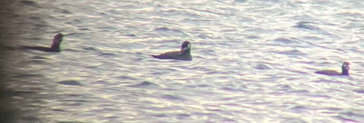 White-winged Scoter - ML628206129