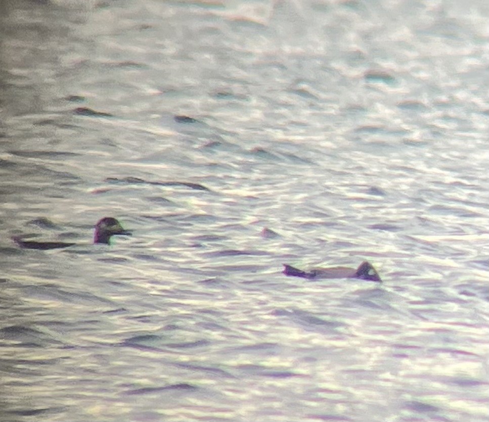 White-winged Scoter - ML628206130