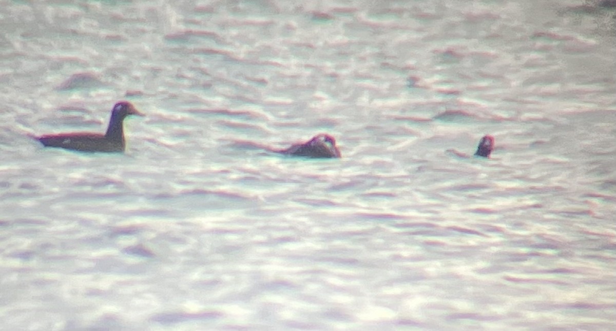 White-winged Scoter - ML628206222