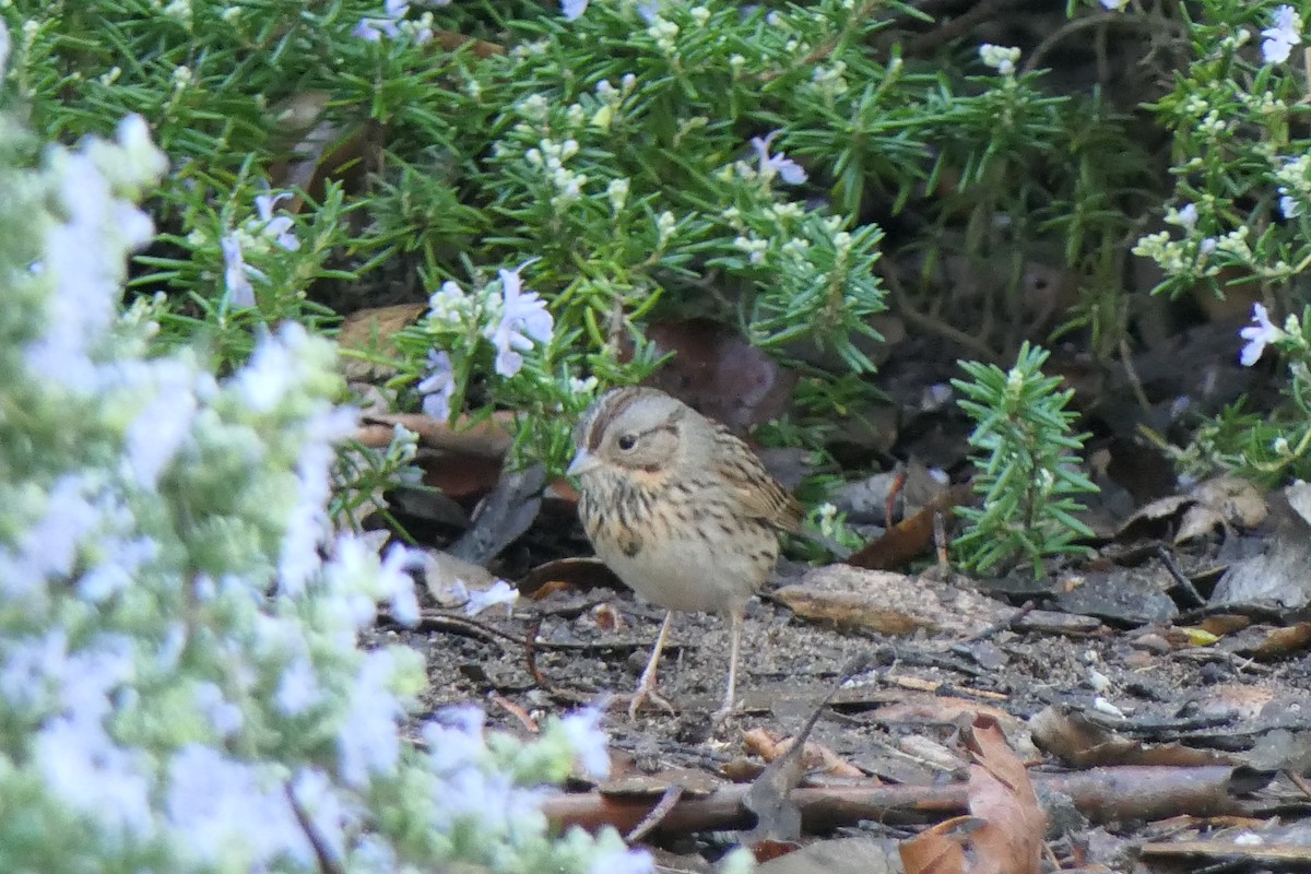 Lincoln's Sparrow - ML628206228