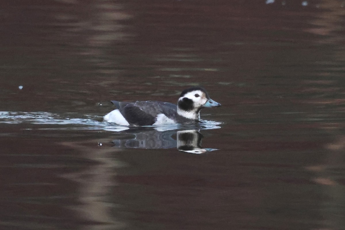 Long-tailed Duck - ML628206230