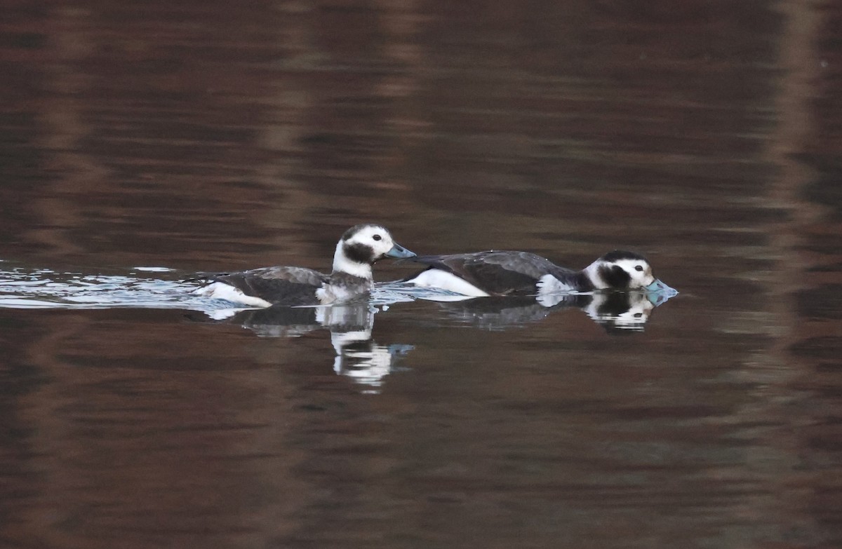 Long-tailed Duck - ML628206231