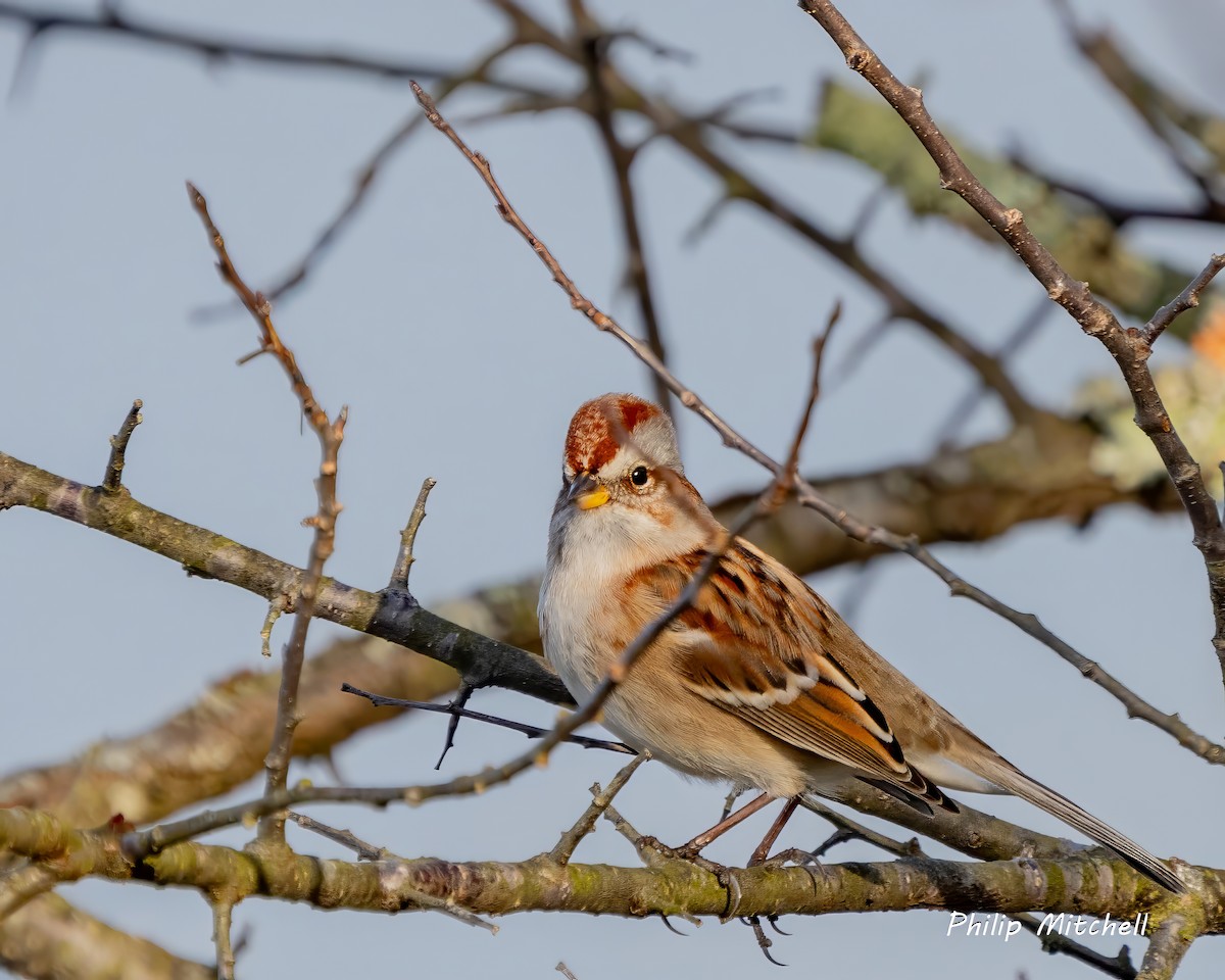 bjørkespurv x granspurv (hybrid) - ML628206350