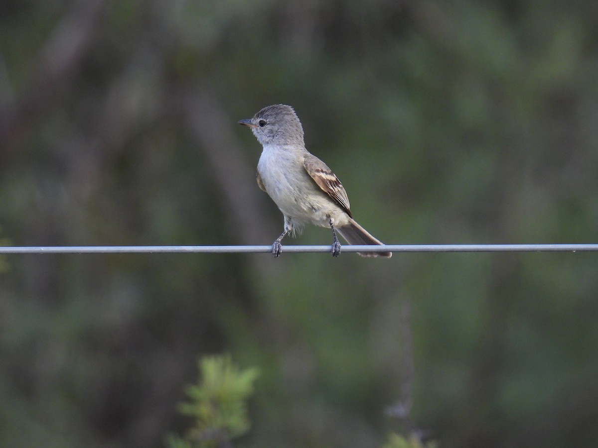 Southern Beardless-Tyrannulet - ML628206567